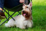 Photo Scottish Terrier