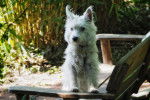 Photo Scottish Terrier