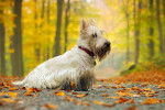 Photo Scottish Terrier