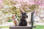 Photo Scottish Terrier