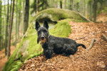 Photo Scottish Terrier