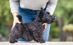 Photo Scottish Terrier
