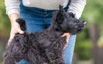 Photo Scottish Terrier