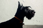 Photo Scottish Terrier