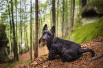 Photo Scottish Terrier