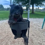 Un Scottish Terrier dans une balançoire 