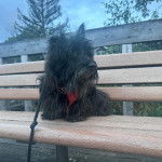 Un Scottish Terrier sur un banc en bois et qui est tenu en laisse 
