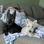 Deux Scottish Terrier allongés sur un canapé et semblant détendu 