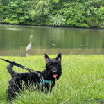 Un Scottish Terrier sur une surface herbacée et qui est tenu en laisse