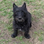 Un Scottish Terrier assis sur un terrain herbeux 
