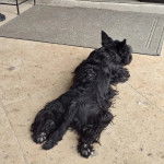 Un Scottish Terrier allongé sur un sol carrelé 