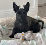Un Scottish Terrier assis dans un panier et regardant vers la caméra 