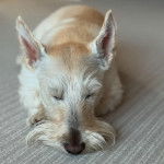 Un Scottish Terrier allongé sur une moquette et semblant détendu 