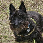 Un Scottish Terrier assis sur un terrain herbeux et qui est tenu en laisse 