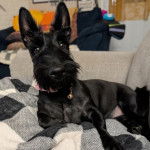 Un Scottish Terrier allongé sur un canapé et portant un collier autour du cou