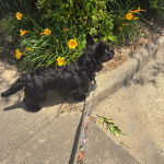 Un Scottish Terrier sur une surface bétonnée et qui 
