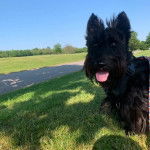 Un Scottish Terrier portant un harnais et tirant la langue 