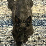 Un Scottish Terrier allongé sur un tapis 