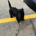 Un Scottish Terrier  tenu en laisse et regardant vers la caméra