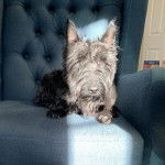 Un Scottish Terrier allongé sur un canapé