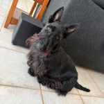 Un Scottish Terrier assis sur un sol carrelé