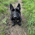 Un Scottish Terrier assis au milieu d'un sentier et regardant vers la caméra