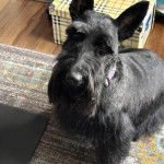 Un Scottish Terrier  assis sur un tapis et portant un collier autour du cou
