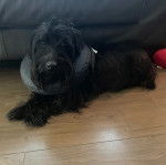 Un Scottish Terrier allongé sur un plancher et regardant vers la caméra 