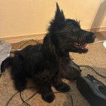 Un Scottish Terrier  assis sur une moquette et ayant la gueule légèrement ouvertue