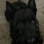 Un Scottish Terrier  allongé sur une moquette et regardant vers la caméra