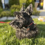 Un Scottish Terrier  allongé sur un terrain herbeux et portant un collier autour du cou