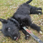 Un Scottish Terrier allongé sur un terrain herbeux et tenu en laisse