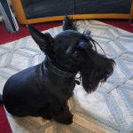Un Scottish Terrier assis sur un tapis et portant un collier autour du cou