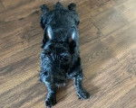 Un Scottish Terrier allongé sur un plancher et regardant vers la caméra