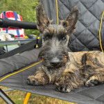 Un Scottish Terrier allongé sur une chaise 