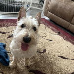 Un Scottish Terrier sur un tapis et tirant la langue 