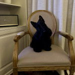 Un Scottish Terrier sur un fauteuil et regardant vers la caméra 