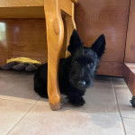 Un Scottish Terrier sur un sol carrelé et regardant vers la caméra 