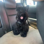 Un Scottish Terrier assis sur la banquette arrière d'une voiture et tirant la langue 