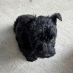 Un Scottish Terrier assis sur une surface bétonnée 