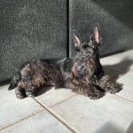 Un Scottish Terrier allongé sur un sol carrelé et semblant détendu