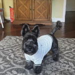 Un Scottish Terrier sur un tapis et portant un habit pour chien 