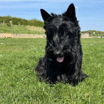 Un Scottish Terrier sur une surface gazonnée et tirant la langue 