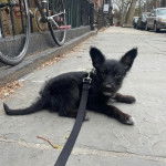 Un Scottish Terrier allongé sur un trottoir et qui est tenu en laisse
