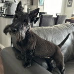 Un Scottish Terrier sur un canapé 