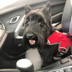 Un Scottish Terrier assis sur le siège d'une voiture et portant un harnais