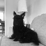 Un Scottish Terrier assis sur un canapé et semblant détendu