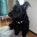 Un Scottish Terrier assis sur un tapis et portant un collier autour du cou