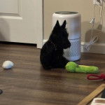 Un Scottish Terrier assis sur un plancher et portant un collier autour du cou