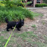 Un Scottish Terrier sur un terrain herbeux et qui est tenu en laisse 